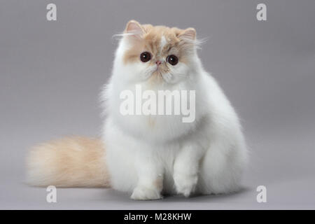 Süße Creme und Weiß Persischen Katze Kamera suchen, Vorderansicht Stockfoto