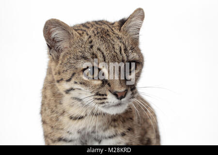 Braun Tabby Geoffroy's Cat, Porträt beschmutzt Stockfoto