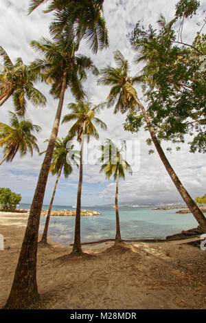 Kokospalmen auf Pointe du Bout Strand - Les Trois Ilets - Martinique - FWI Stockfoto
