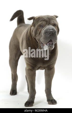 Blau scharfe Pei auf weißem Hintergrund Stockfoto
