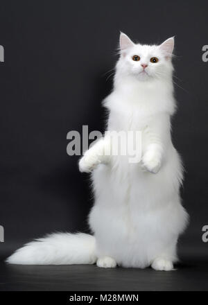 Weiß Norwegische Waldkatze Stockfoto