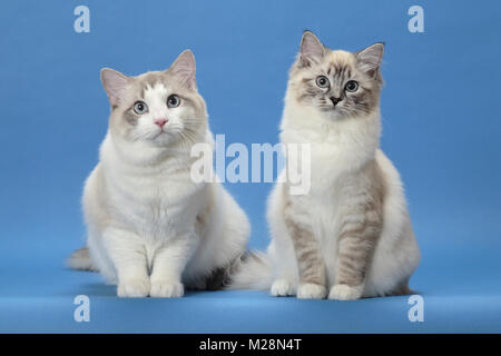 Ragdoll Katzen, Seal Lynx Point Mitted und Blue Lynx Point Bi-Color, Hinsetzen Stockfoto