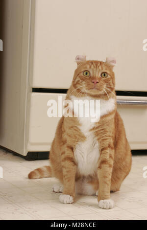 American Curl in der Küche sitzt Stockfoto