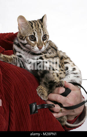 Braun Tabby Asian Leopard Cat, 8 Monate alt, die durch menschliche statt beschmutzt Stockfoto