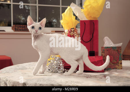 White Devon Rex stehend am Tisch mit Geschenken Stockfoto