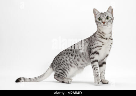 Ägyptische Mau, Silber Tabby, vollen Körper entdeckt Stockfoto