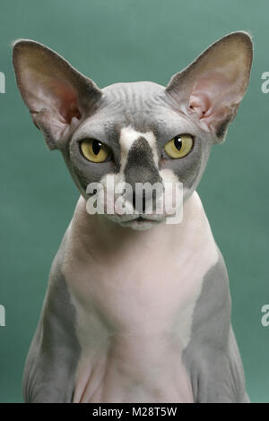 Blue&amp; Weiß Sphynx portrait Stockfoto