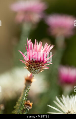 Kap Strohblumen, Kapeternell (Phaenocoma prolifera) Stockfoto