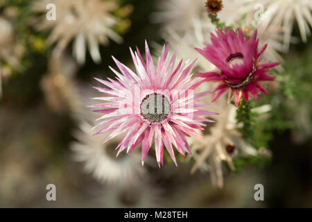 Kap Strohblumen, Kapeternell (Phaenocoma prolifera) Stockfoto