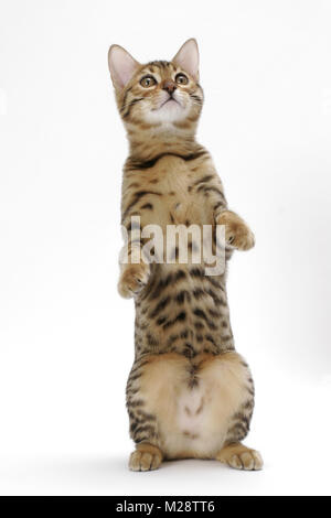 Junge Braune spotted tabby Bengalkatze auf weißem Hintergrund, auf den Hinterbeinen Stockfoto