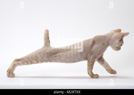 Junge creme Devon Rex, Stretching Stockfoto
