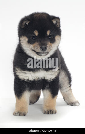 Schwarz und tan farbigen Shiba Inu Welpen, Vorderansicht Stockfoto