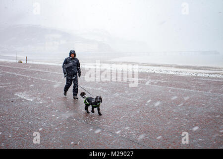 Llandudno, Wales, 6. Februar 2018. UK Wetter. Als eine gelbe Warnmeldung für Schnee für North Wales heute mit einigen Teilen von bis zu 8 cm auf höheren Boden vorhergesagt. Sehr ungewöhnlichen Schnee für die Seebad Llandudno im Norden von Wales als dieser Hund Walker an der Promenade von Blizzard Bedingungen entdeckt © DGDImages/Alamy leben Nachrichten Stockfoto