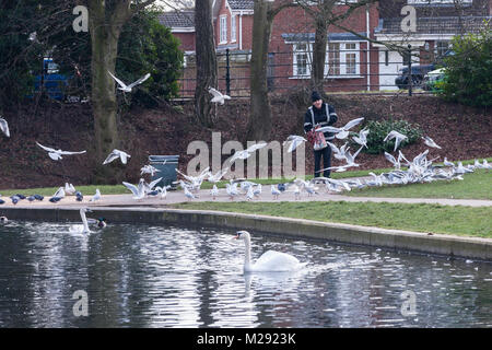 Northampton, Großbritannien 6. Februar 2018. Wetter. Einen sehr kalten und grauen Morgen in Abington Park als Mann warm eingepackt Feeds eine Herde von Black-headed Möwen, nur ein paar Meter entfernt von einem großen Schild (aus der Sicht der Kamera), welche die Leute auffordern, die Vögel Brot zu füttern. Credit: Keith J Smith./Alamy leben Nachrichten Stockfoto