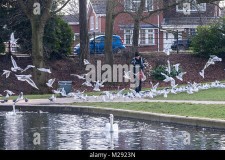 Northampton, Großbritannien 6. Februar 2018. Wetter. Einen sehr kalten und grauen Morgen in Abington Park als Mann warm eingepackt Feeds eine Herde von Black-headed Möwen, nur ein paar Meter entfernt von einem großen Schild (aus der Sicht der Kamera), welche die Leute auffordern, die Vögel Brot zu füttern. Credit: Keith J Smith./Alamy leben Nachrichten Stockfoto