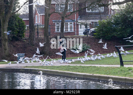 Northampton, Großbritannien 6. Februar 2018. Wetter. Einen sehr kalten und grauen Morgen in Abington Park als Mann warm eingepackt Feeds eine Herde von Black-headed Möwen, nur ein paar Meter entfernt von einem großen Schild (aus der Sicht der Kamera), welche die Leute auffordern, die Vögel Brot zu füttern. Credit: Keith J Smith./Alamy leben Nachrichten Stockfoto