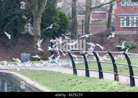 Northampton, Großbritannien 6. Februar 2018. Wetter. Einen sehr kalten und grauen Morgen in Abington Park als Mann warm eingepackt Feeds eine Herde von Black-headed Möwen, nur ein paar Meter entfernt von einem großen Schild (aus der Sicht der Kamera), welche die Leute auffordern, die Vögel Brot zu füttern. Credit: Keith J Smith./Alamy leben Nachrichten Stockfoto