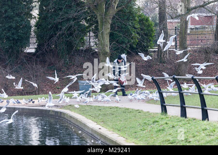 Northampton, Großbritannien 6. Februar 2018. Wetter. Einen sehr kalten und grauen Morgen in Abington Park als Mann warm eingepackt Feeds eine Herde von Black-headed Möwen, nur ein paar Meter entfernt von einem großen Schild (aus der Sicht der Kamera), welche die Leute auffordern, die Vögel Brot zu füttern. Credit: Keith J Smith./Alamy leben Nachrichten Stockfoto