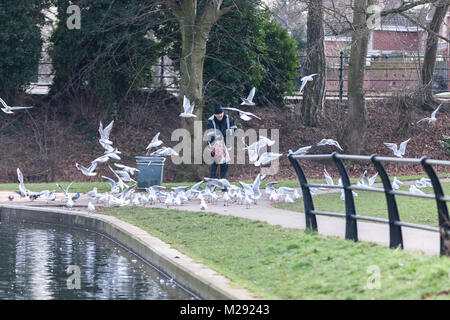 Northampton, Großbritannien 6. Februar 2018. Wetter. Einen sehr kalten und grauen Morgen in Abington Park als Mann warm eingepackt Feeds eine Herde von Black-headed Möwen, nur ein paar Meter entfernt von einem großen Schild (aus der Sicht der Kamera), welche die Leute auffordern, die Vögel Brot zu füttern. Credit: Keith J Smith./Alamy leben Nachrichten Stockfoto