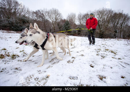 Flintshire, Wales, 6. Februar 2018. UK Wetter. Schnee prognostiziert für die meiste Zeit des Tages in Flintshire mit einem Met Office gelb Warnung für Schnee und Eis. Schlittenhunde Nena und Kira, genießen Sie den Schnee mit ihrem Besitzer in der Nähe des Dorfes Lixwm in Flintshire mit mehr Schnee in den nächsten 24 Stunden Kredit zu kommen: Stockfoto
