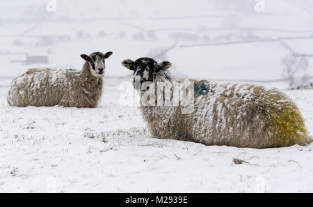 Hawes, UK. 6. Februar, 2018. Schafe warten im Schnee für Futtermittel, in der Nähe von Hawes, obere Wensleydale in den Yorkshire Dales. Credit: Wayne HUTCHINSON/Alamy leben Nachrichten Stockfoto