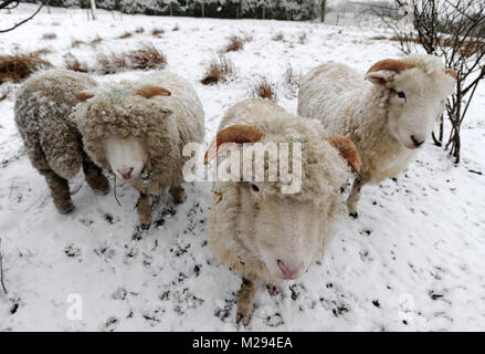 Affetside, Greater Manchester, UK. 6. Februar, 2018. Eine Herde von Schafen warten gefüttert werden als winterliche Bedingungen bei Affetside, Bury, Greater Manchester kommen als Decke des Schnees in den Boden, was erwartet wird, die kältesten Woche des Jahres zu sein. Bild von Paul Heyes, Dienstag, Februar 06, 2018. Credit: Paul Heyes/Alamy leben Nachrichten Stockfoto