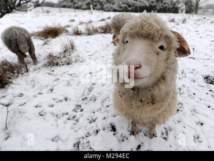 Affetside, Greater Manchester, UK. 6. Februar, 2018. Eine Herde von Schafen warten gefüttert werden als winterliche Bedingungen bei Affetside, Bury, Greater Manchester kommen als Decke des Schnees in den Boden, was erwartet wird, die kältesten Woche des Jahres zu sein. Bild von Paul Heyes, Dienstag, Februar 06, 2018. Credit: Paul Heyes/Alamy leben Nachrichten Stockfoto