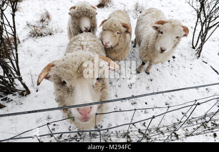 Affetside, Greater Manchester, UK. 6. Februar, 2018. Eine Herde von Schafen warten gefüttert werden als winterliche Bedingungen bei Affetside, Bury, Greater Manchester kommen als Decke des Schnees in den Boden, was erwartet wird, die kältesten Woche des Jahres zu sein. Bild von Paul Heyes, Dienstag, Februar 06, 2018. Credit: Paul Heyes/Alamy leben Nachrichten Stockfoto