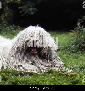 Komondor liegen auf Gras Stockfoto