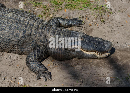 Alligator ruhen im Nachmittag Florida Sonnenschein und wartet auf seine nächste Mahlzeit Stockfoto