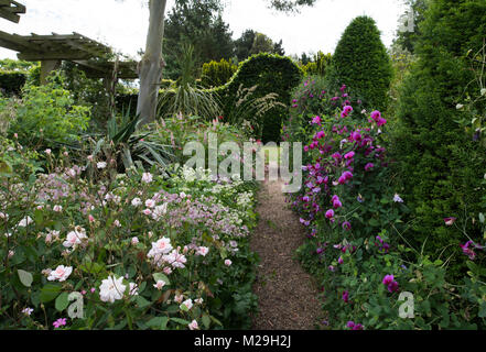 Rosa "Cecile Brunner', Astrantia und Lathyrus Odoratus (Sweet Pea) im Rosengarten an der East Ruston Old Vicarage, East Ruston, Norwich, Norfolk, Großbritannien Stockfoto