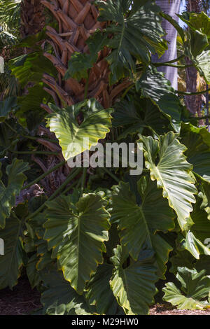 Alocasia odora Blätter am Baum im Botanischen Garten Stockfoto