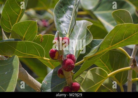 Rote Früchte und Blätter auf Ast Ficus benjamina - allgemein als weinen Bild bekannt, Benjamin Abb. oder Ficus Baum Stockfoto