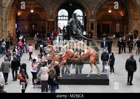 LONDON - 14. Mai: Besucher bestaunen das Natural History Museum am 14. Mai 2012 in London. Mit mehr als 4.1 Millionen jährlichen Besuchern Es ist die 4. Die meisten Besuchen Stockfoto