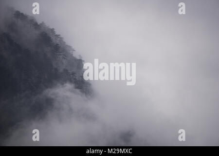 Kalt, dramatische Landschaft mit Pinien Wald eingehüllt in Nebel und starker Nebel während ein kalter Wintermorgen in der Cerna Berge in der Nähe von Baile Herculane Stockfoto