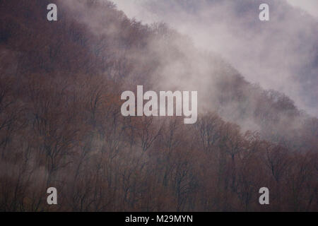 In den späten Herbst Landschaft mit goldenen Blätter und Nebel steigt aus den Wald nach einem kalten Regen Stockfoto