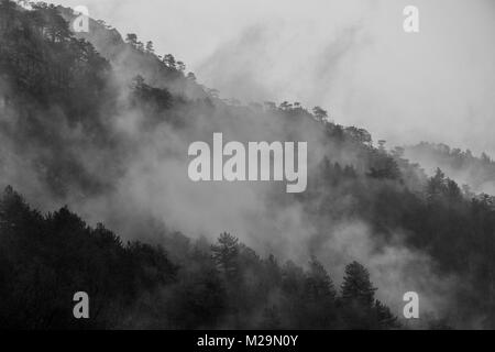 Nebel verschlungen Wald in der Cerna Berge des südlichen Rumänien Stockfoto