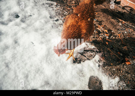 Ökologische Hennen im Schnee Stockfoto