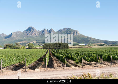 Reben am Fuße des Helderbergs zwischen Stellenbosch und Somerset West in der Western Cape Region Südafrikas Stockfoto