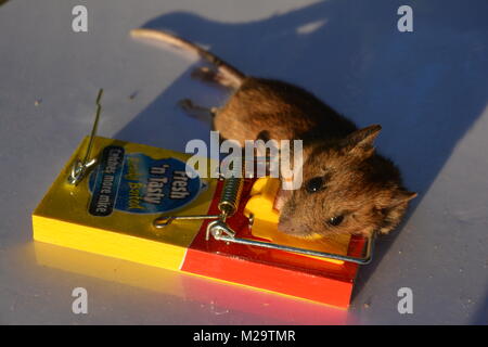 Tote Maus in der Mausefalle Stockfoto