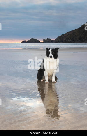 Border Collie Hund sitzen am Strand in die Kamera schaut mit Küste im Hintergrund Stockfoto