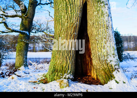 Die hohlen Stamm einer alten Eiche im Winter. Verschneite Landschaft im Hintergrund. Stockfoto