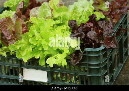 Frischer roher Salat verpackt in Kunststoff-Box bereit zu verkaufen Stockfoto