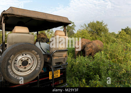 Touristen in einem 4x4 gerade eine Gruppe von Asiatischen Elefanten in Udawalawe National Park, Sri Lanka Stockfoto