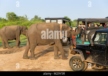 Touristen in einem 4x4 gerade eine Gruppe von Asiatischen Elefanten in Udawalawe National Park, Sri Lanka Stockfoto