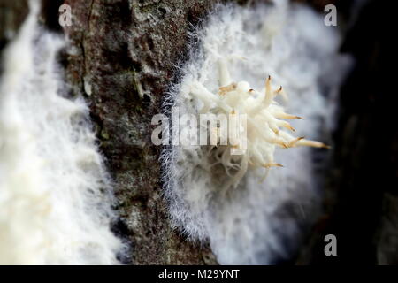 Phlebiopsis gigantea, gemeinhin als biologische Kontrolle agent für Annosum Wurzelfäule verwendet Stockfoto