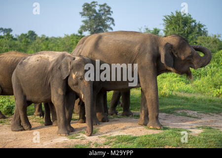 Gruppe von Asiatischen Elefanten in Udawalawe National Park, Sri Lanka Stockfoto