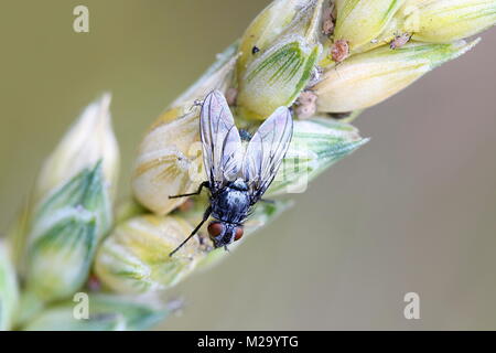 Calliphoridae, allgemein bekannt als Schlag Fliegen, Fliegen, Fliegen, Aas, bluebottles greenbottles oder Cluster fliegt, ruht auf Weizen Stockfoto