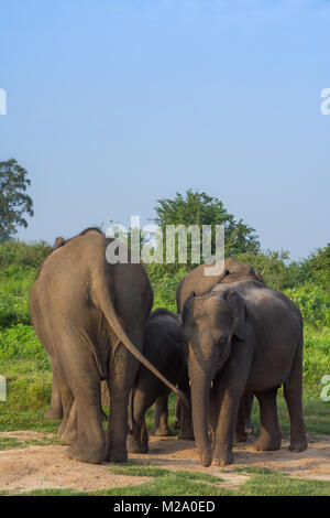 Gruppe von Asiatischen Elefanten in Udawalawe National Park, Sri Lanka Stockfoto