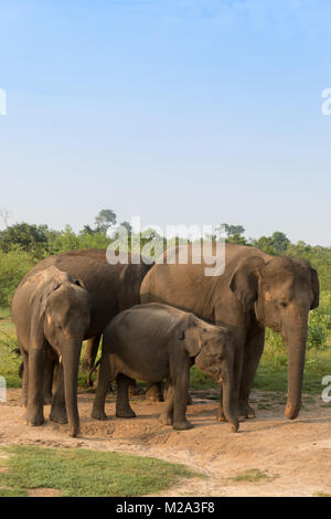 Gruppe von Asiatischen Elefanten in Udawalawe National Park, Sri Lanka Stockfoto